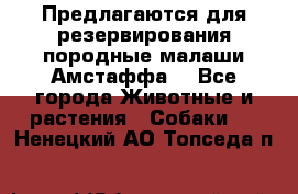 Предлагаются для резервирования породные малаши Амстаффа  - Все города Животные и растения » Собаки   . Ненецкий АО,Топседа п.